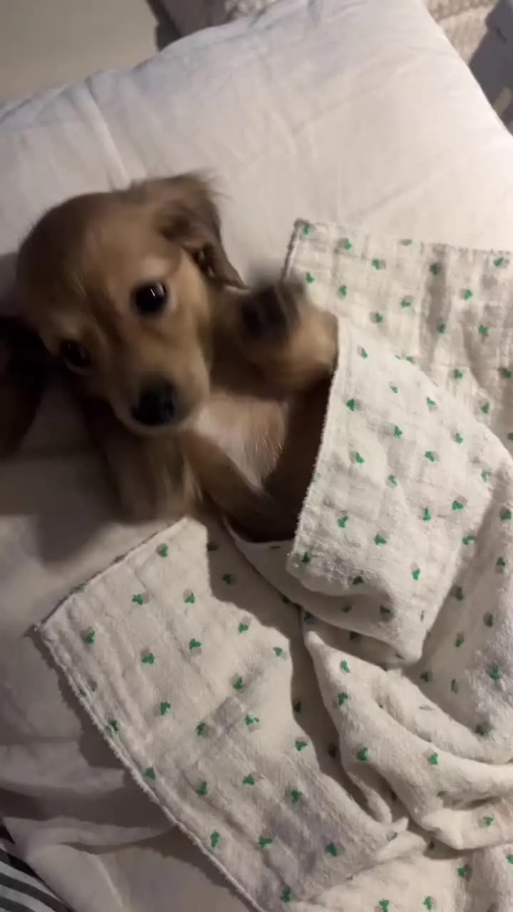 陪你熬夜加班的小狗 好可爱啊