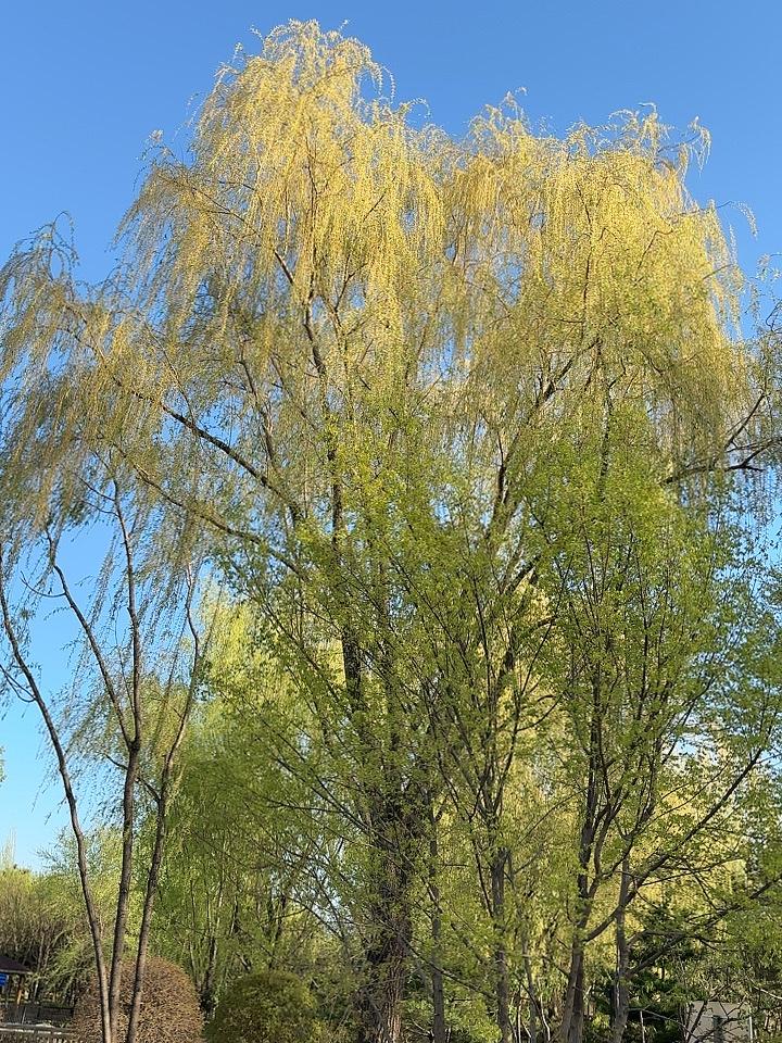 绿柳美图音乐公园里的柳绿，轻柔的柳丝，在春风的吹拂下，宛如一位舞者，以它那优美的