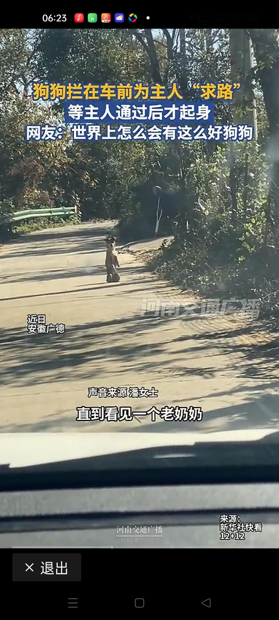 在繁忙的街头，汽车缓缓驶过，一只毛茸茸的狗狗突然站在了路中央，像个忠诚的守护者一