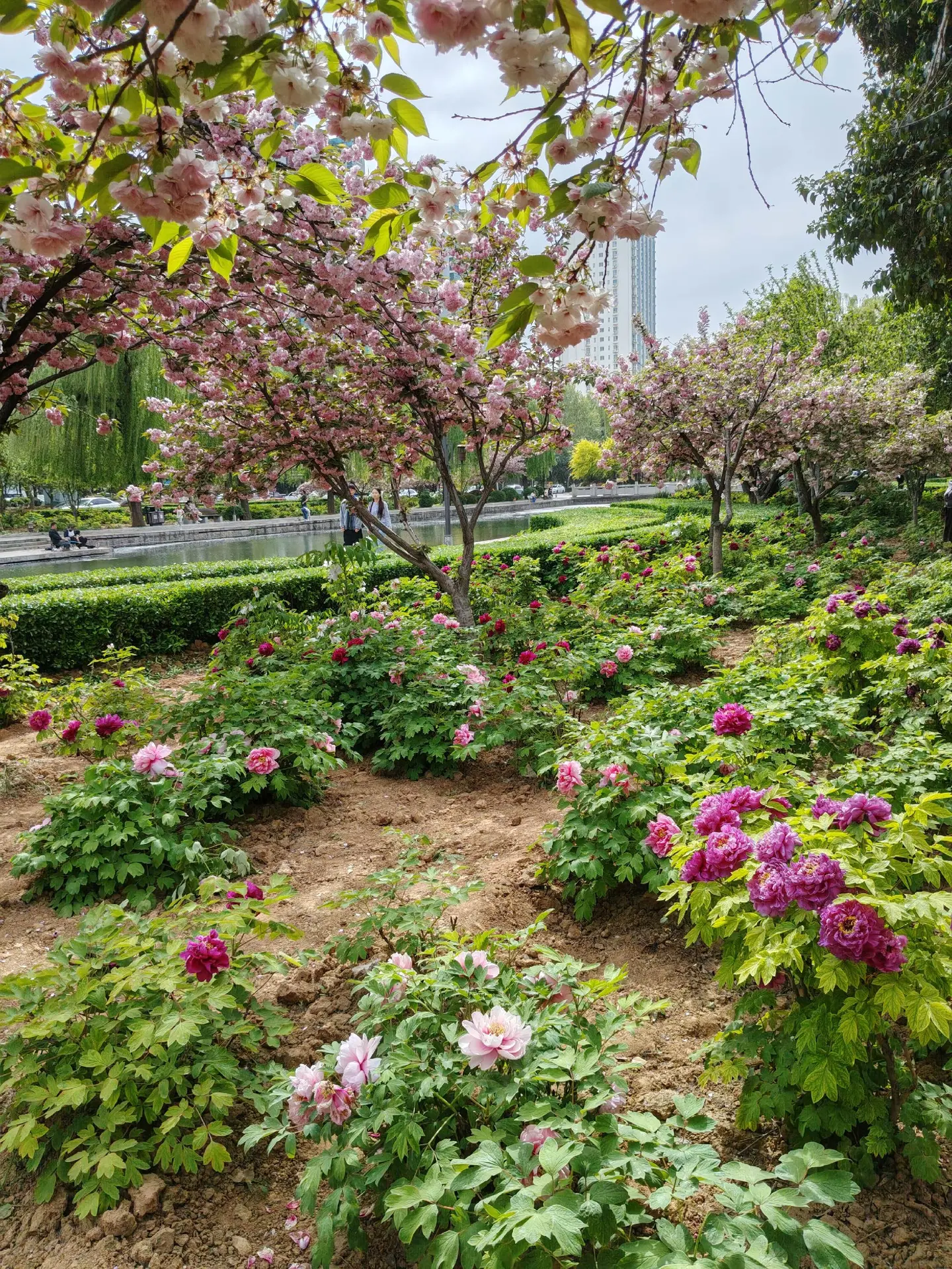 洛阳新区牡丹大道花的海洋。    洛阳新区牡丹大道，名之实归！