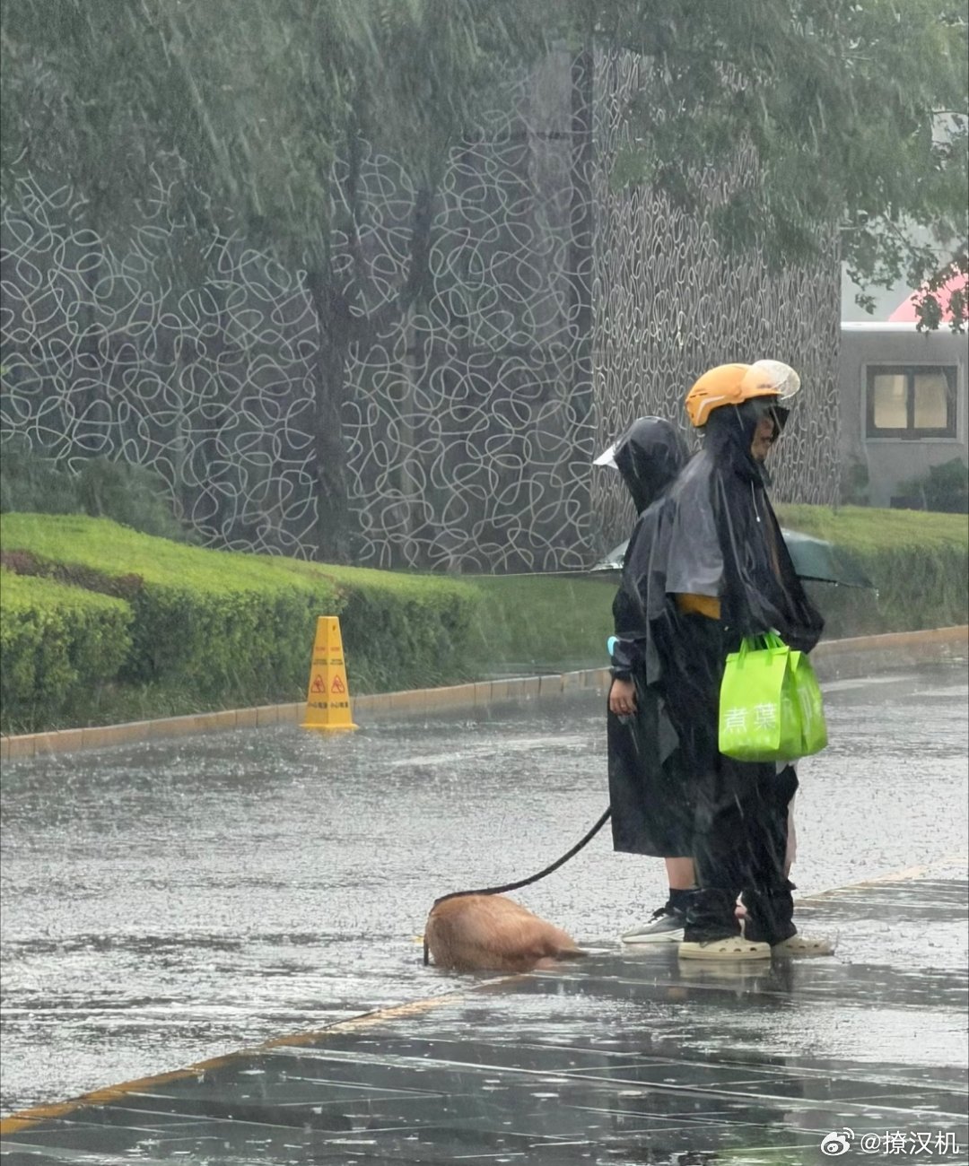 北京暴雨，有人开始溜水豚，这个世界还是有点可爱的 