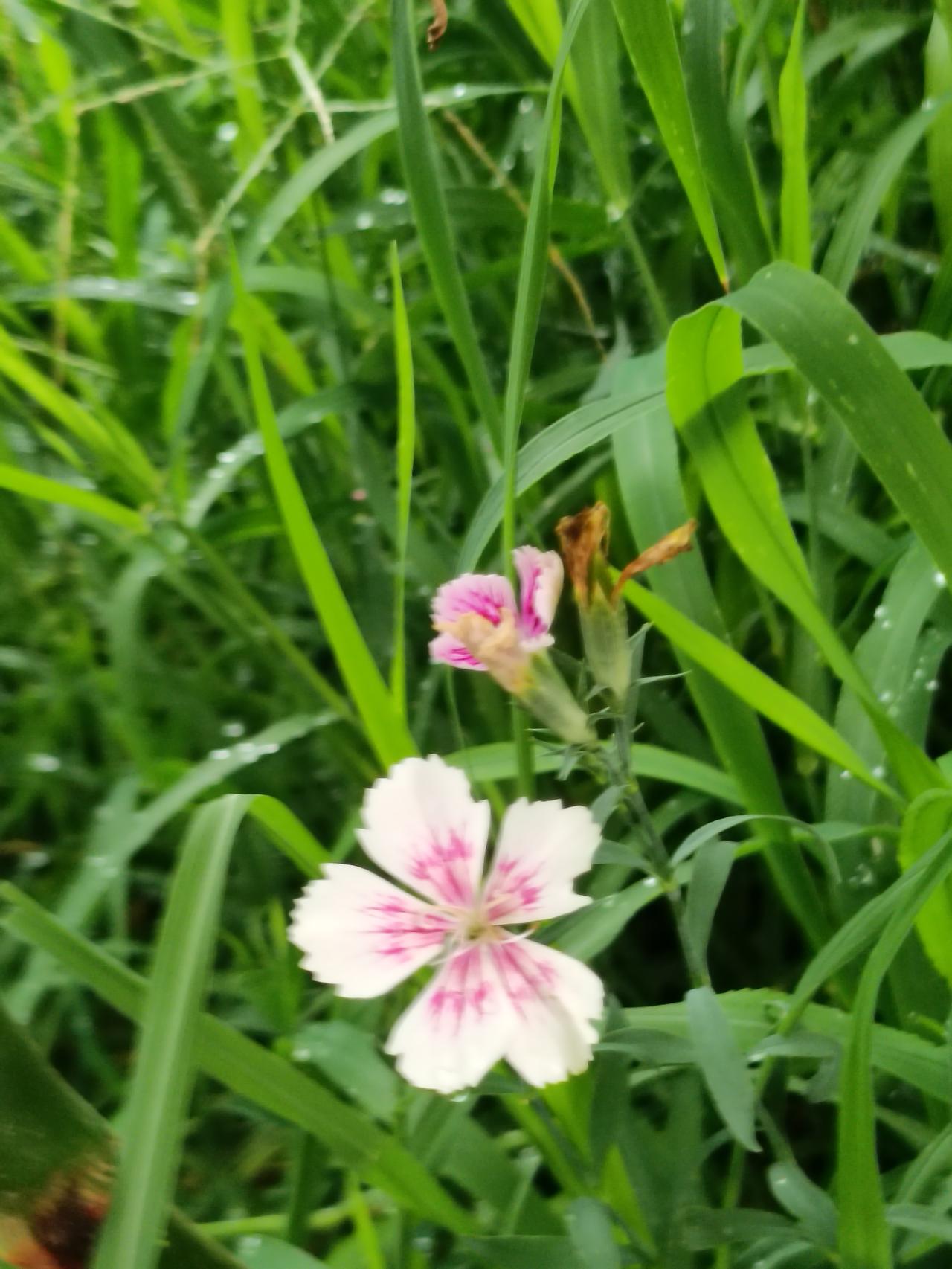 随手拍张照小院植草木，花开自相宜，一院繁花，便是日常里的小美好。