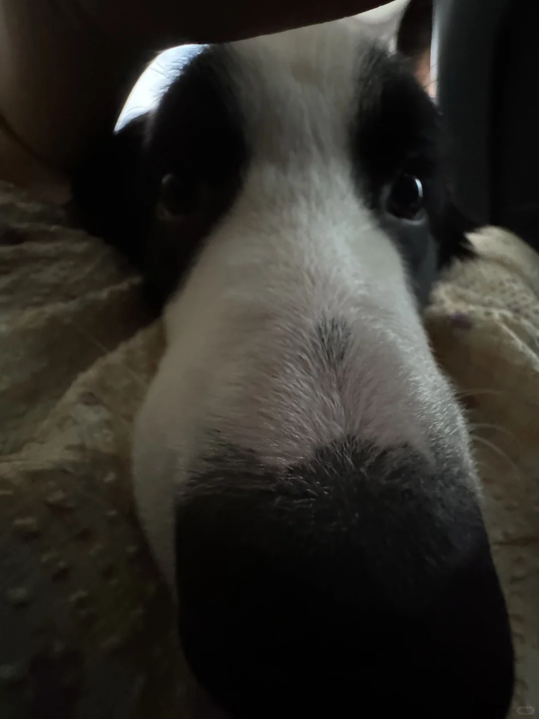 谁家的鞋拔子丢了啊