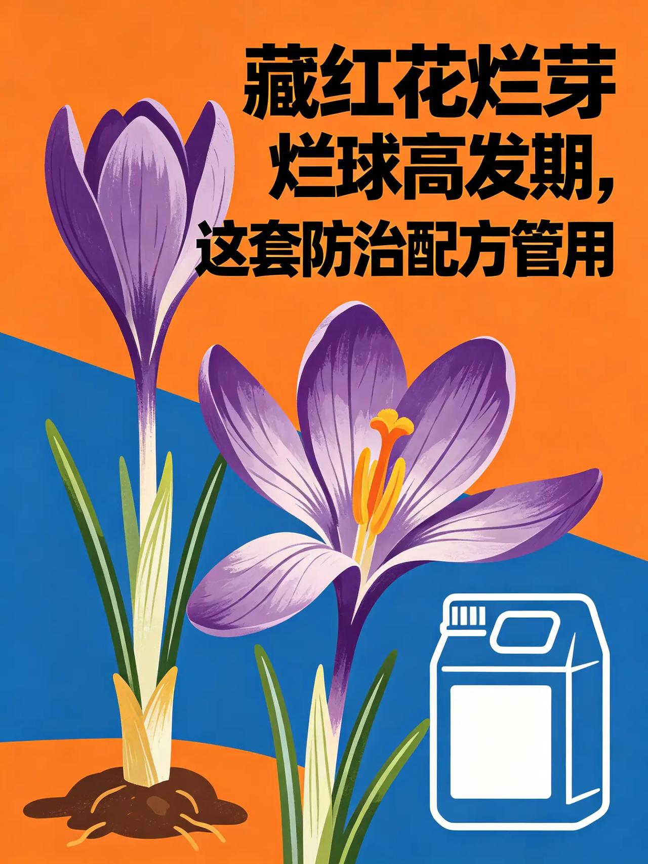 藏红花烂芽烂球高发期，这套防治配方管用。藏红花种植 药材种植 烂芽