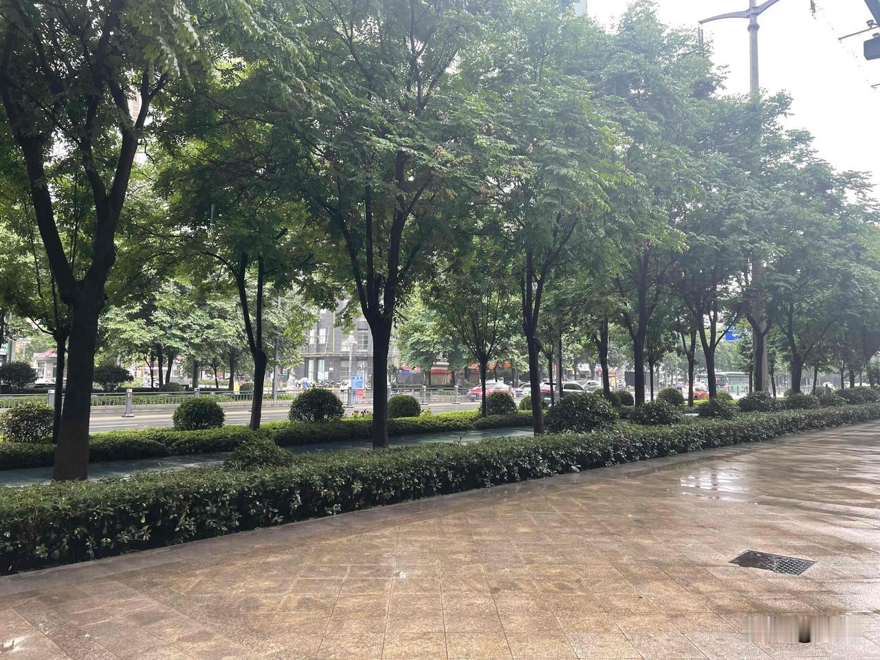 【七绝•草木葱茏细柳垂】
草木葱茏细柳垂，满城风雨紧相随。
游人尽道春归去，月季