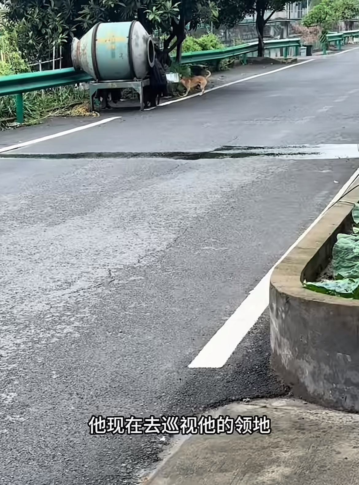 狗 出大事了没空跟你解释英语翻译 法语翻译 德语翻译很常见 你知道吗 狗语翻译我