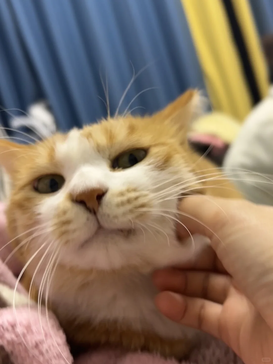 世界上竟然还有如此尤物😚