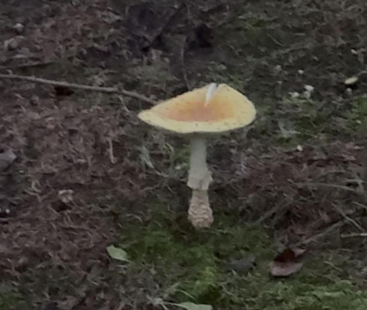 如伞的蘑菇，一场它就来了……野生菌 野生蘑菇 雨后蘑菇奇遇 野生蘑菇精灵