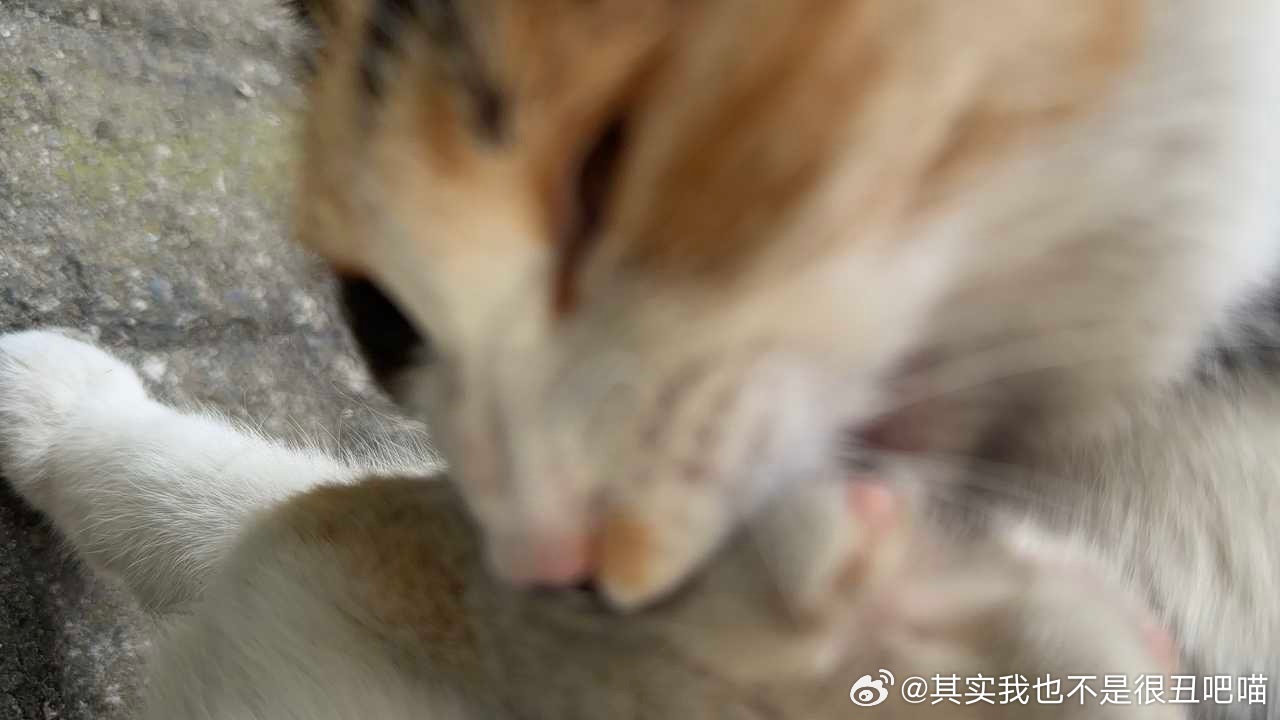 50456【丑猫】啃臭键 