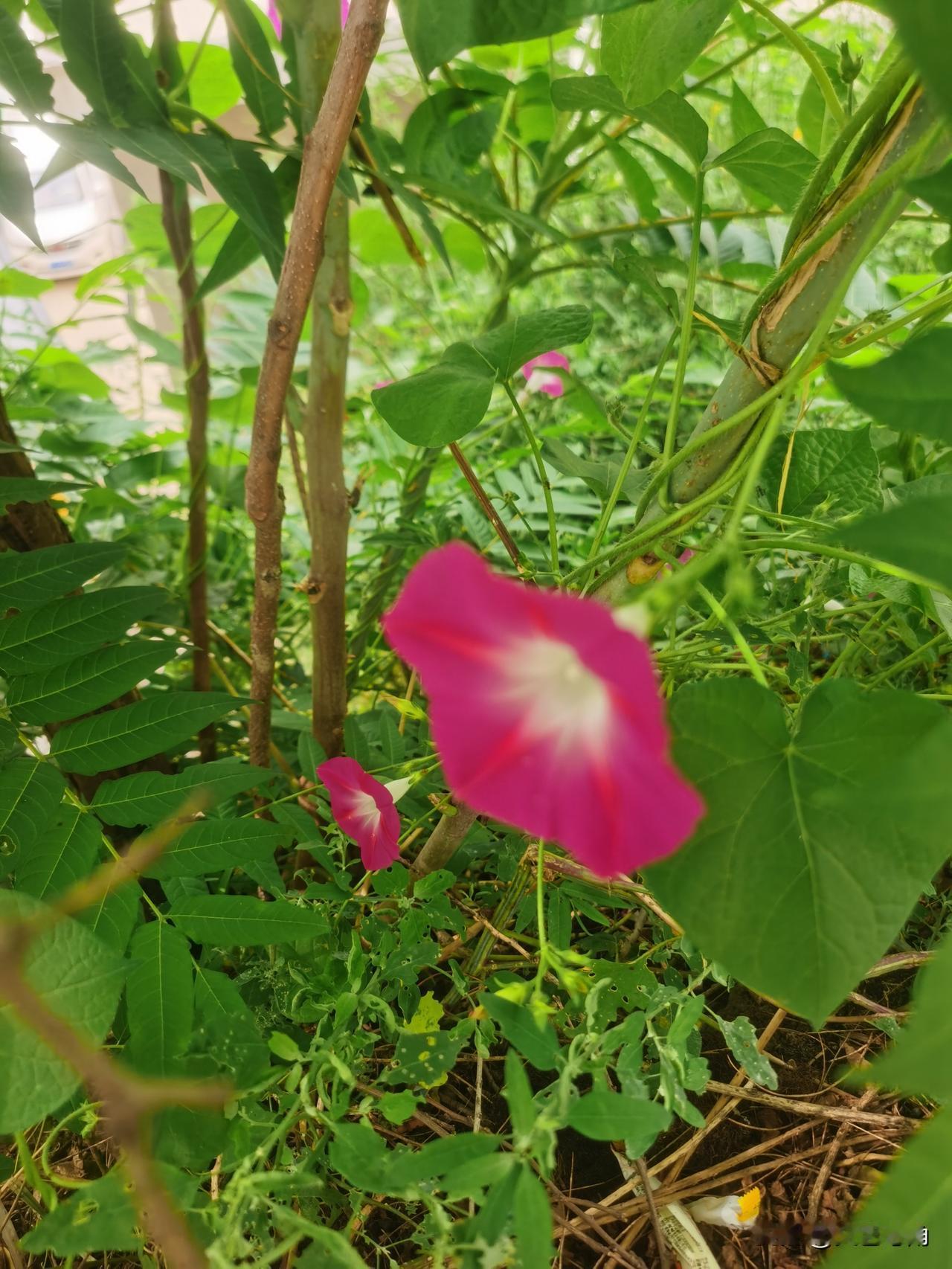 喇叭花儿开