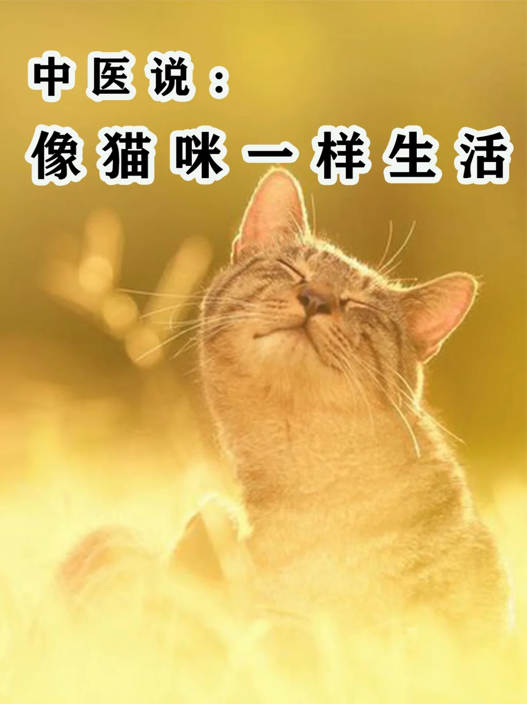 养生，就要像猫一样活着。