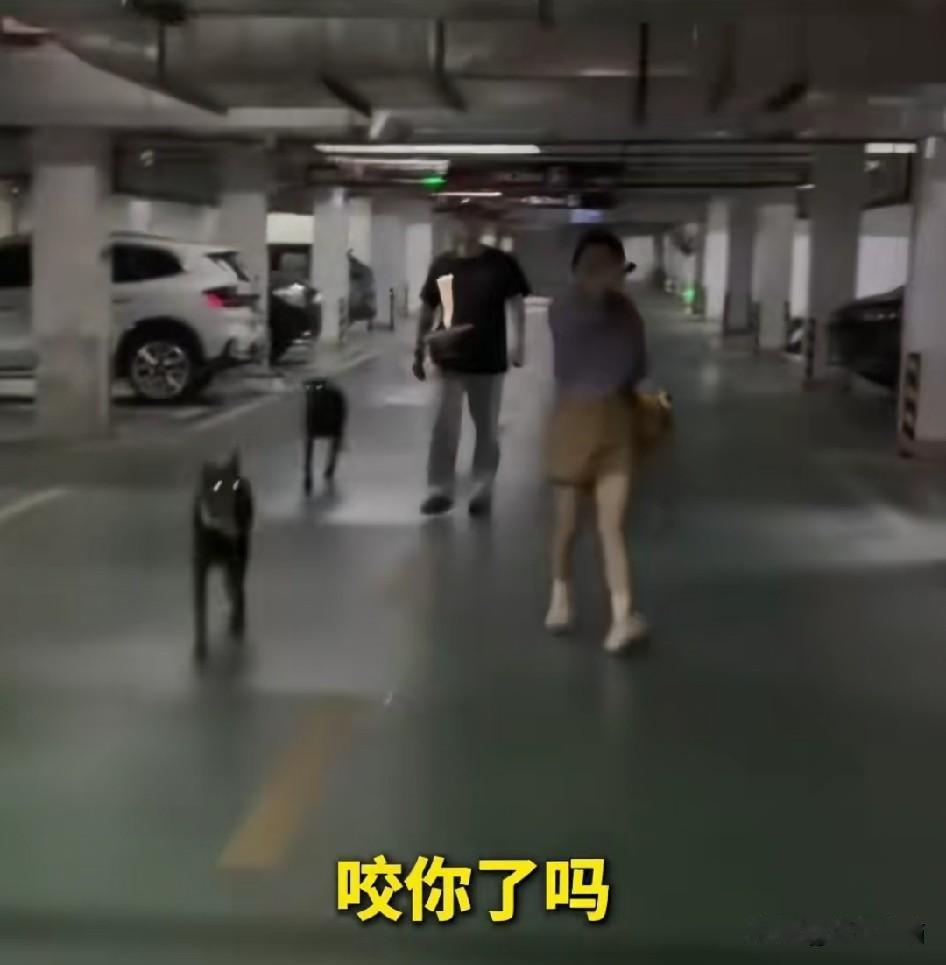 北京正在修订实行二十多年的养犬管理条例，草案一出来大家还缓不过味儿来。
老规矩以