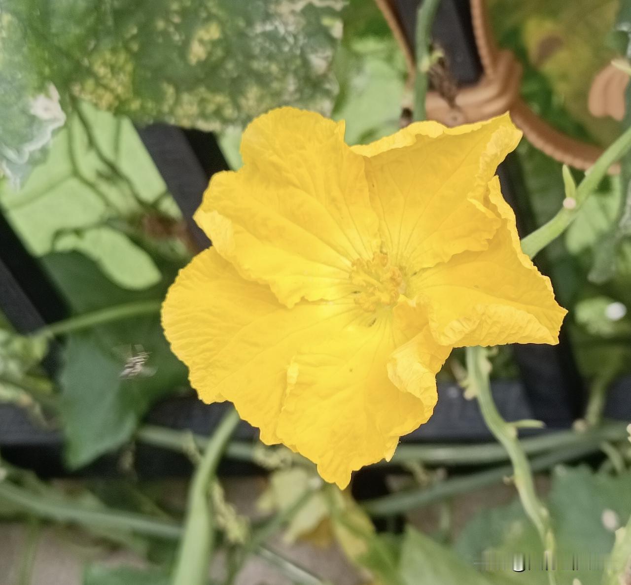 丝瓜花儿爬满墙
——柔瓣凝金，繁英灿灿。青苞相伴，翠叶相扶，闲开于篱落之间。
（