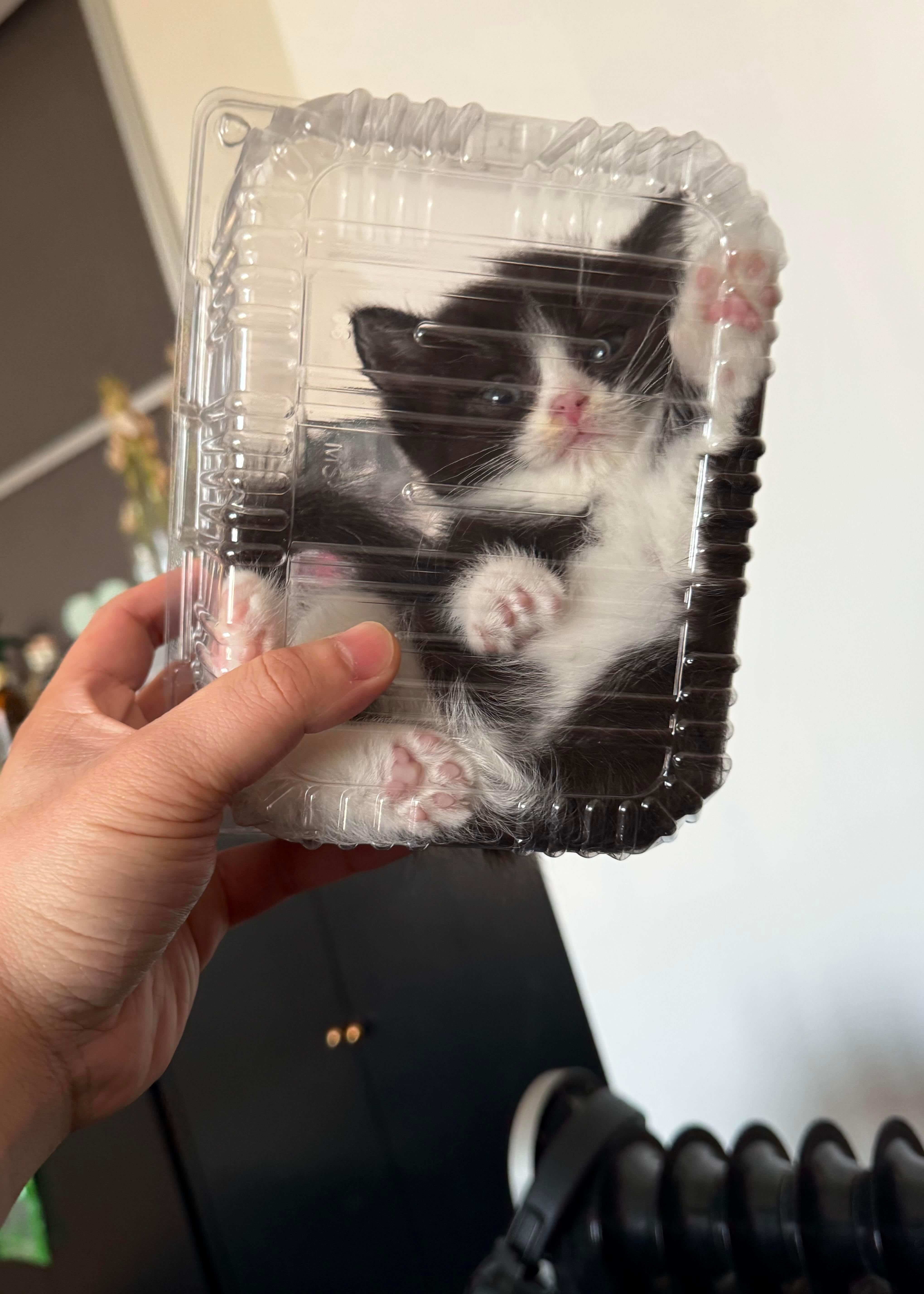 一盒猫果[哇] ​​​
