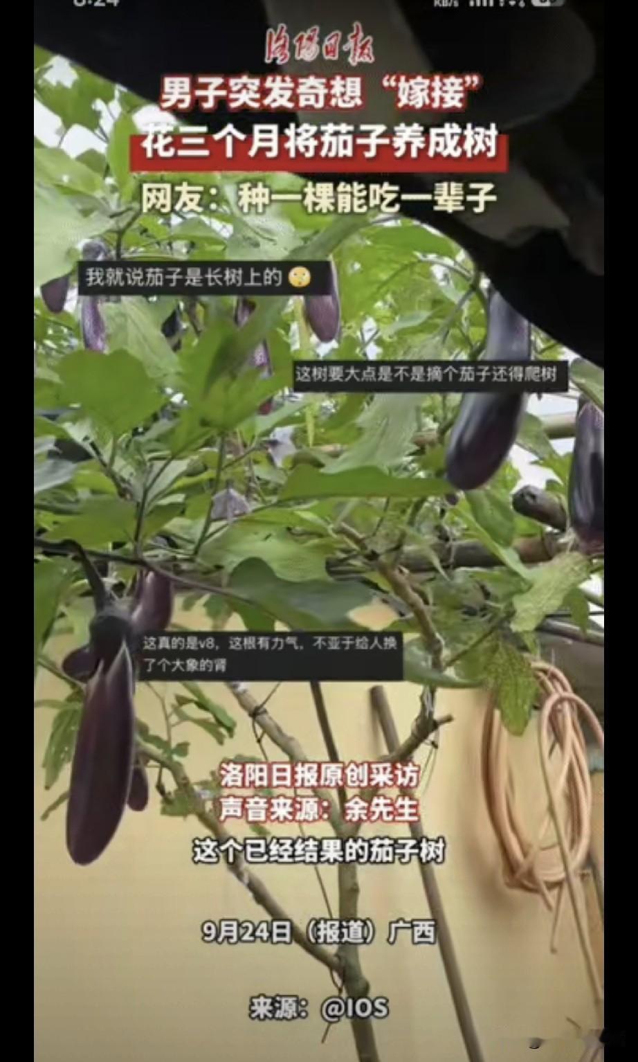 江西，一名男子突发奇想，“嫁接”家里种的茄子，果然，花3个月就将茄子养成了树。现