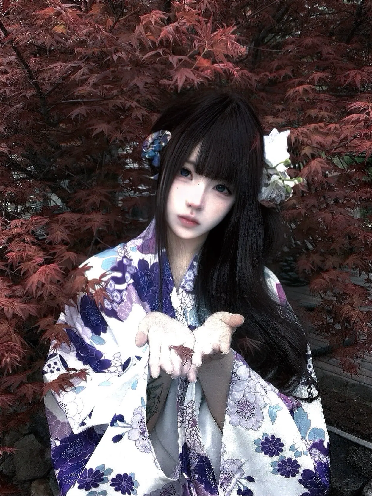 红叶最多情 一舞寄相思