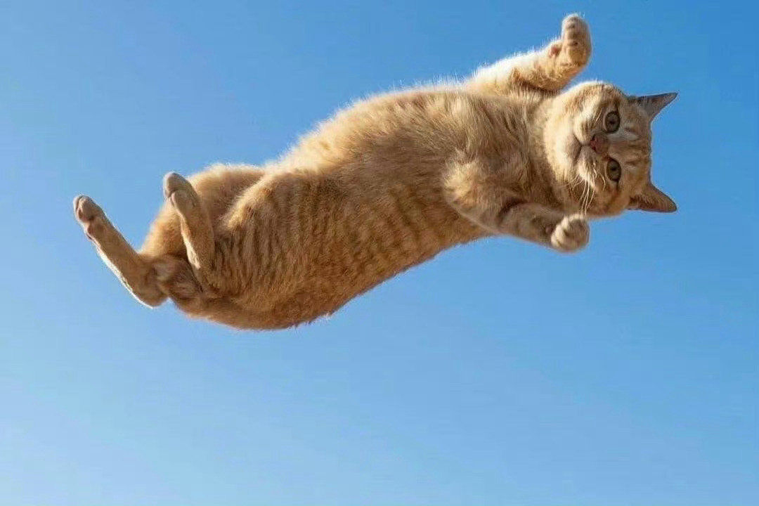 你已被好运猫盯上了！快来接好运