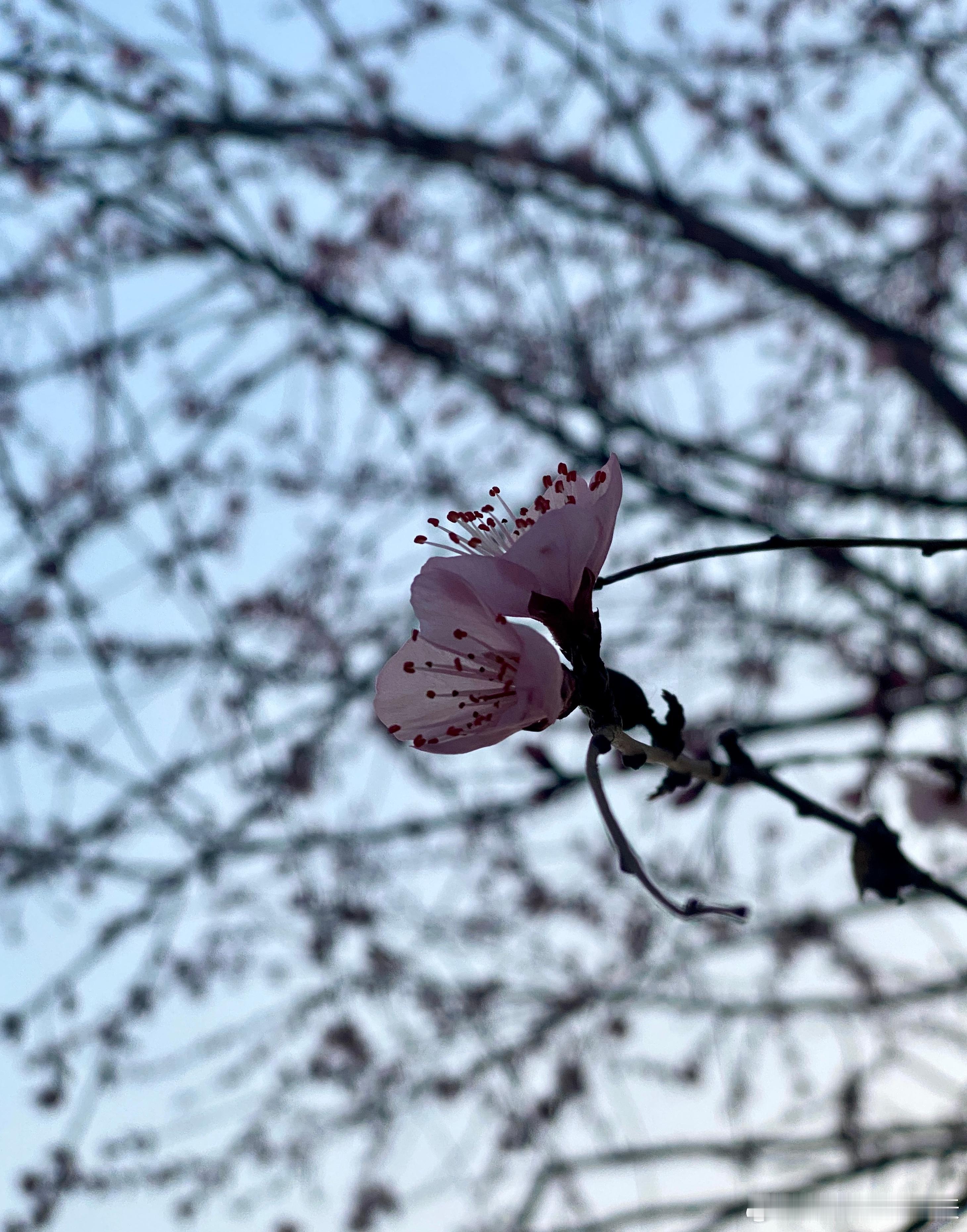 #京城迎来第一批春花#我已经可以抛弃白大衣，只穿短袖工服在不同楼之间穿梭了[哈哈