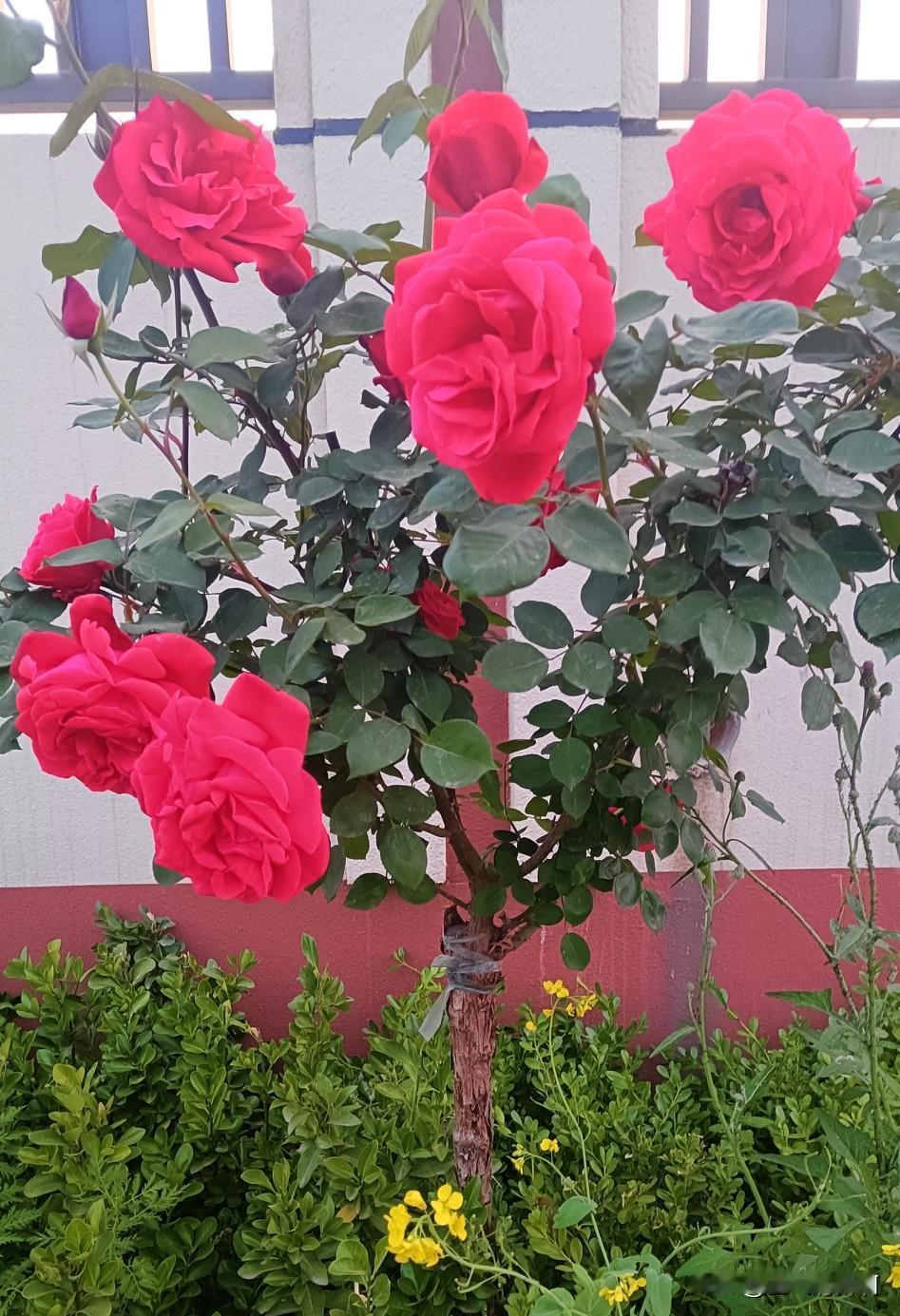 今天"五一"劳动节，
就是劳动的节日，
去地里帮忙种花生，
先挖坑，
把花生种放