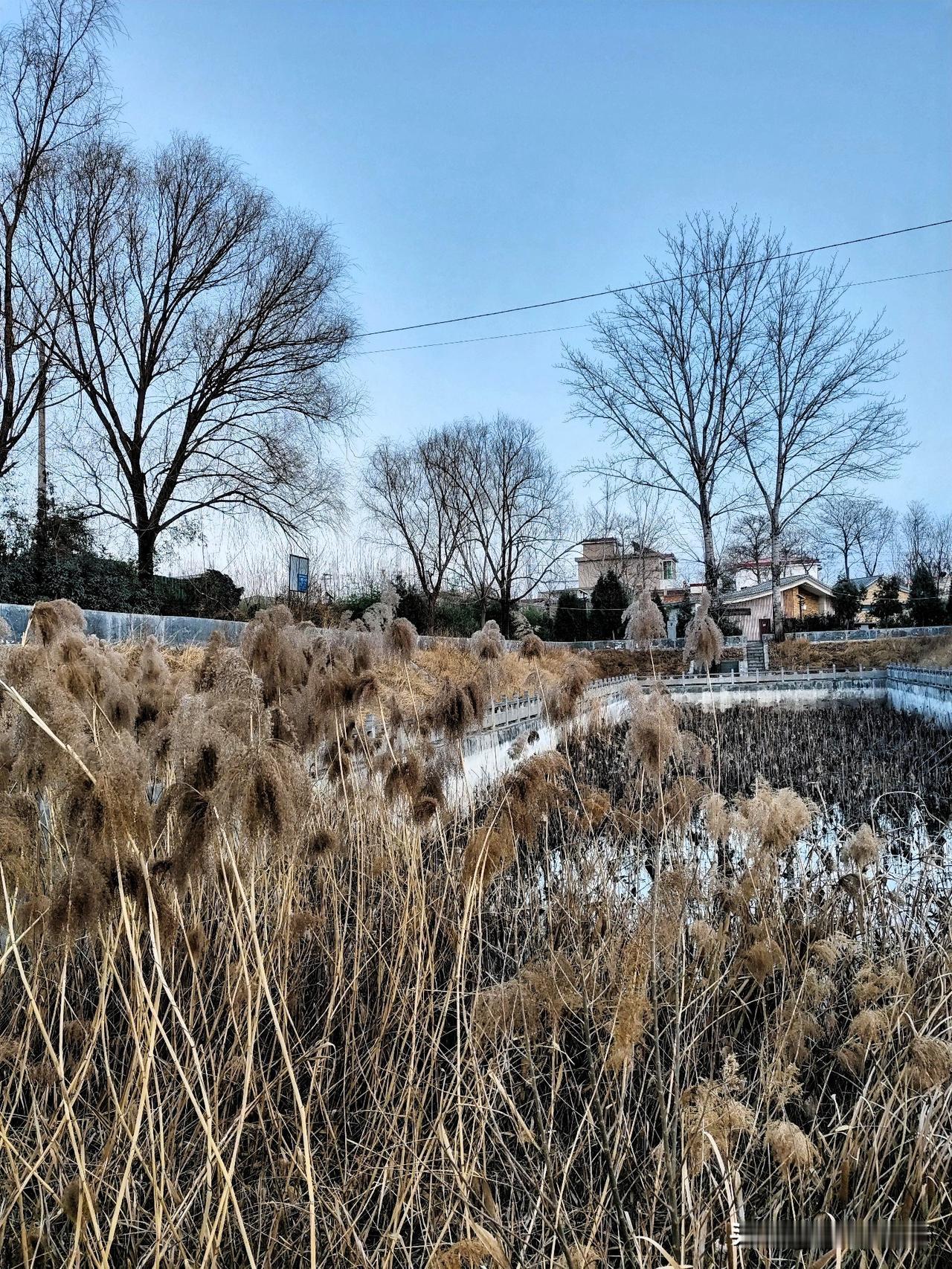 你喜欢吗?

    冬日的郊野，褪去了秋日的斑斓，只剩清简的轮廓。岸边的芦苇枯