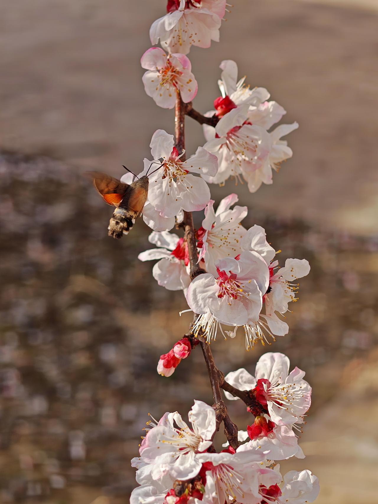 春日杏花打卡桃花花你就红来，杏花花你就白哎！爬山越水寻你来，呀个一呀呆！