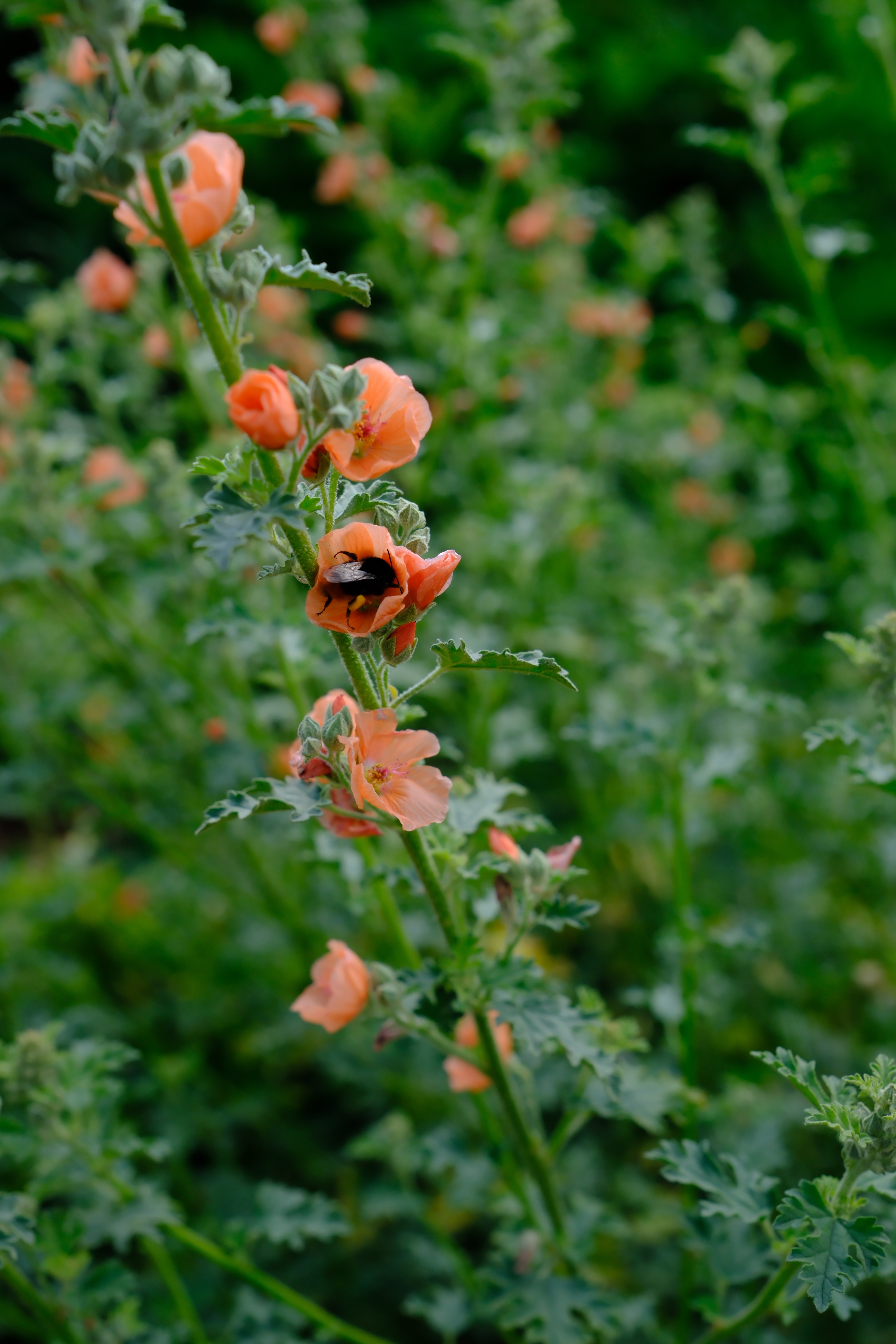 橙花球葵，也叫沙漠蜀葵（学名 Sphaeralcea），锦葵科球葵属的植物，有点