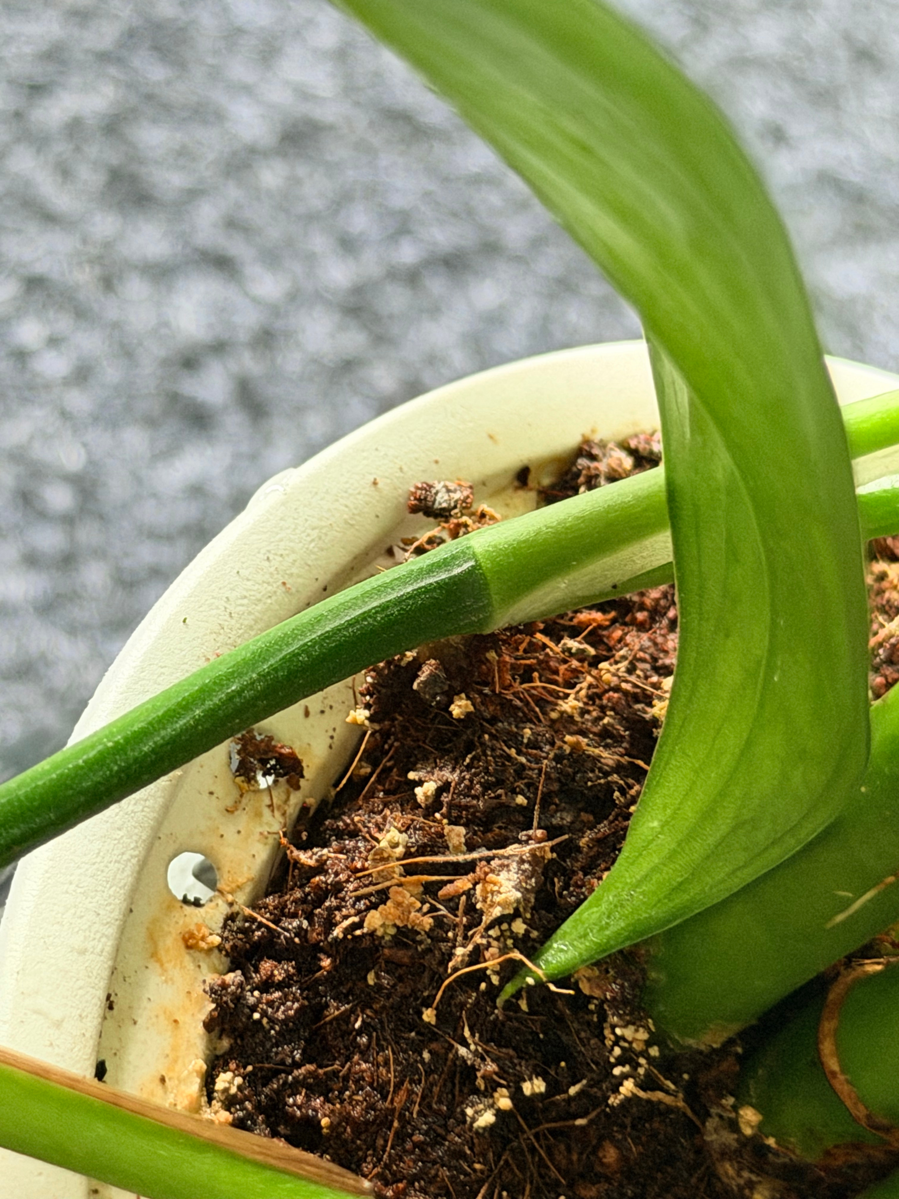 红杏出墙了！绿萝的茎长到了富贵竹的家里