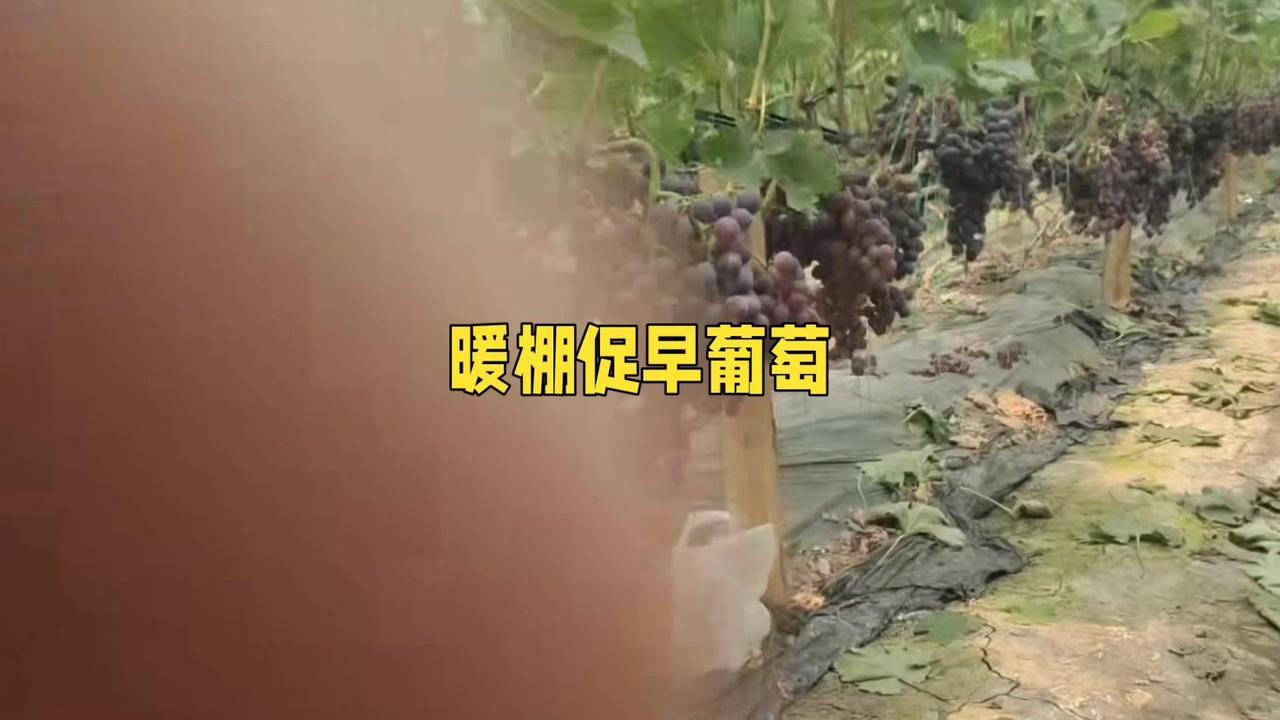 要想暖棚促早葡萄种得好，环境调控、树势培养和花果管理这三大环节得精准。

🌱*