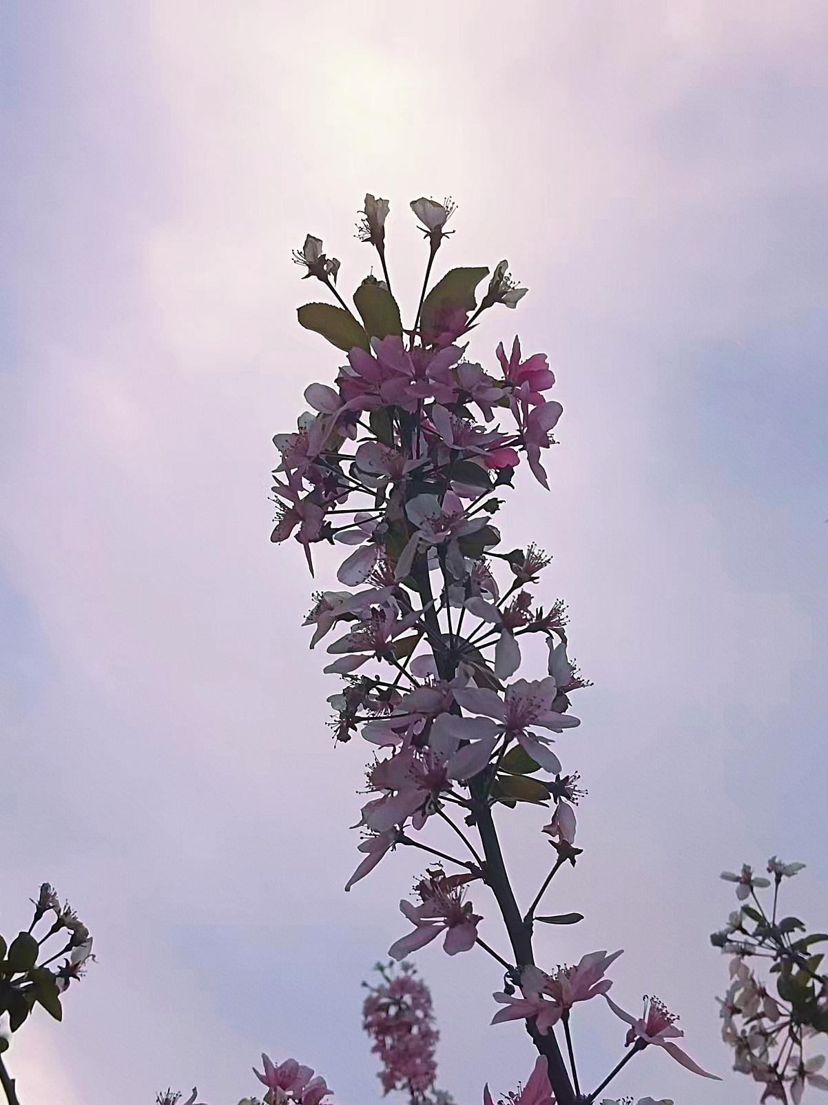 今年春天最想实现的心愿哈哈哈哈哈！我的心愿简单，家人健康，平平安安，多多挣钱