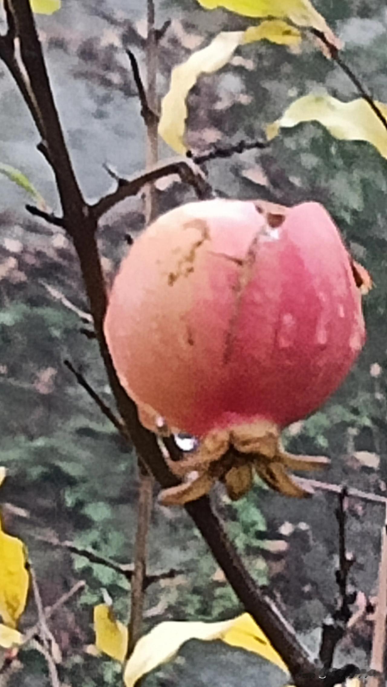 《初冬的细雨》

细雨伴雾洗古城，
街灯疲惫目惺忪。
零星犬吠惊晨梦，
隔窗犹感