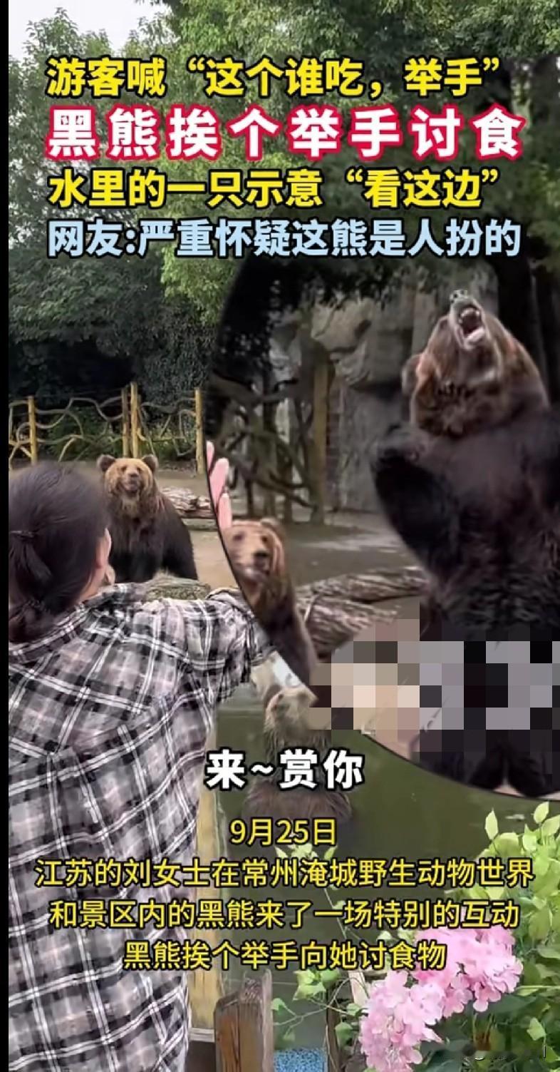 家人们快来看！常州淹城的黑熊成精了吧！游客喊“这个谁吃，举手”，这群熊居然挨个举