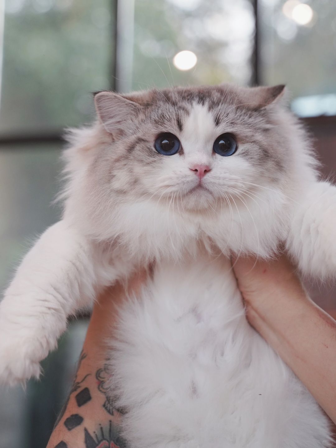 KERR布偶猫｜自留的山猫纯合子弟弟🤵