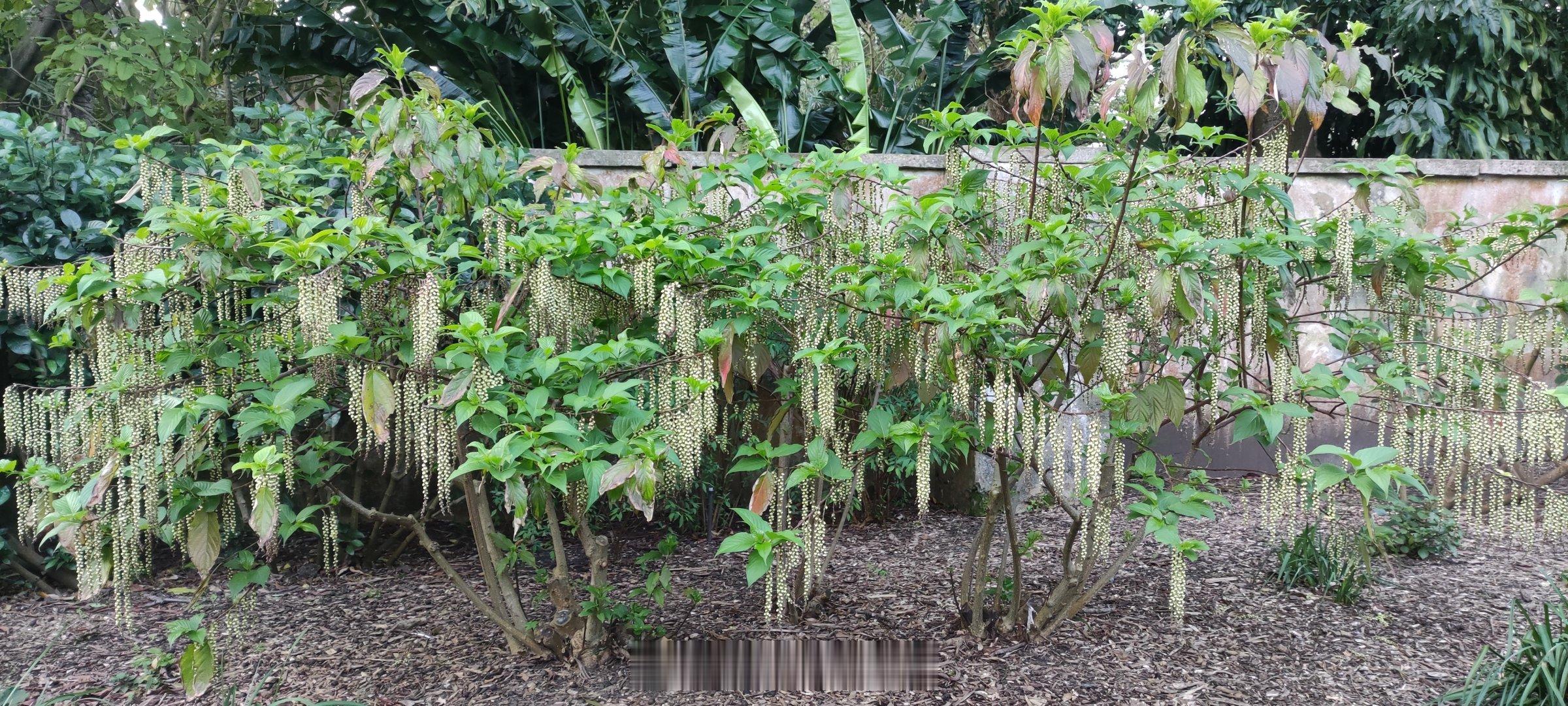 悉尼皇家植物园 Royal Botanic Garden Sydney，出了美术