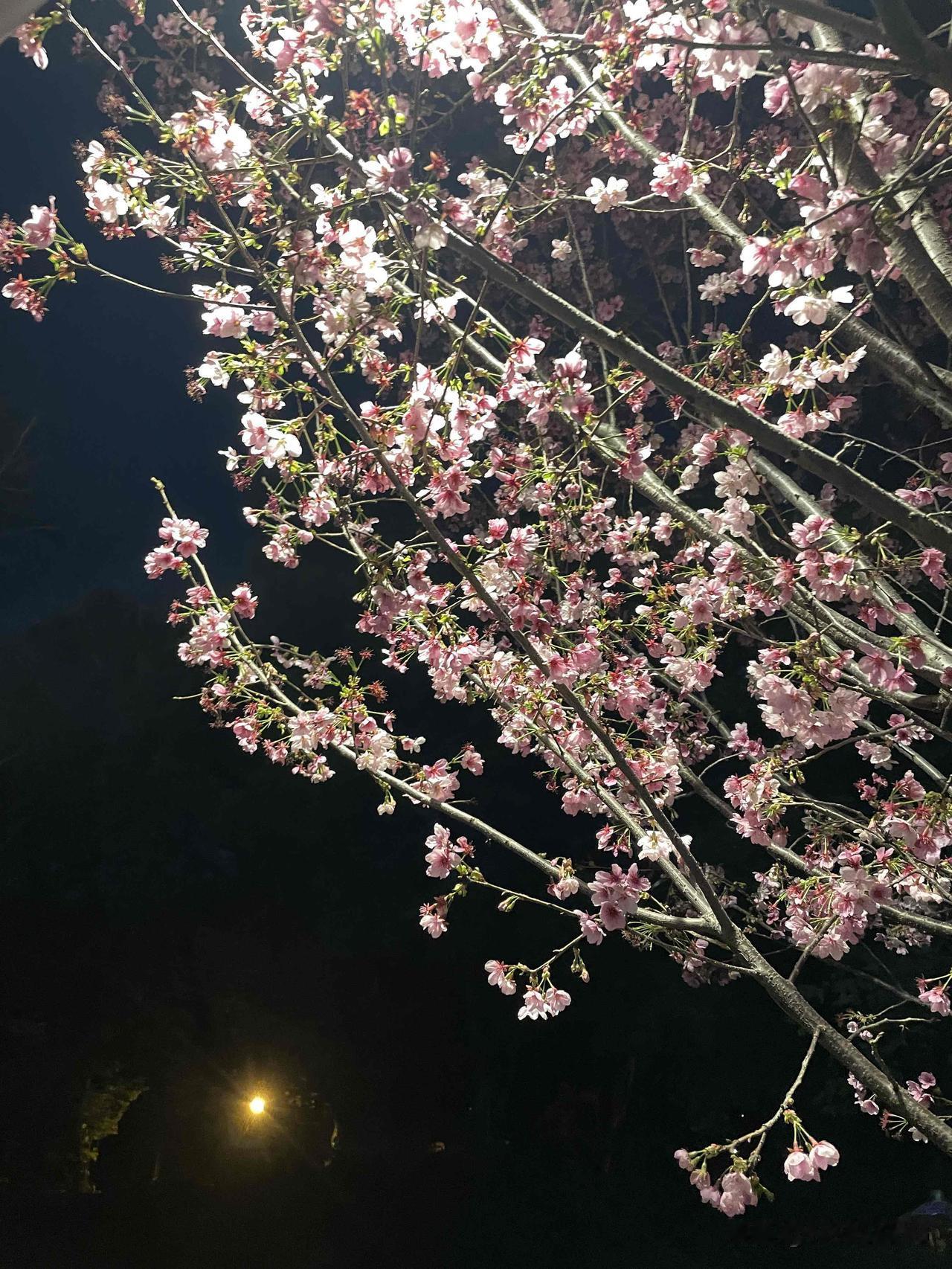 🌙 今天累了就放过自己，明天太阳照常升起，而你值得被温柔以待。