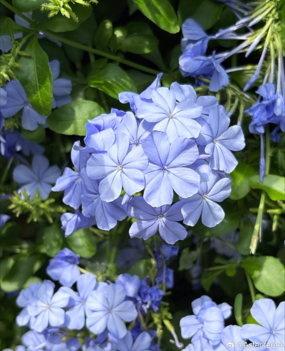 ～365植物心语～ 🌿✨📅 0️⃣7️⃣月1️⃣9️⃣日今日植物：蓝雪花（蓝