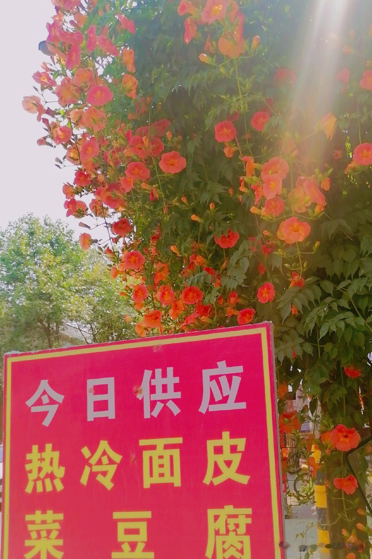 《鲜红的花数不清啊（李林6月5日摄于汉中城固）》