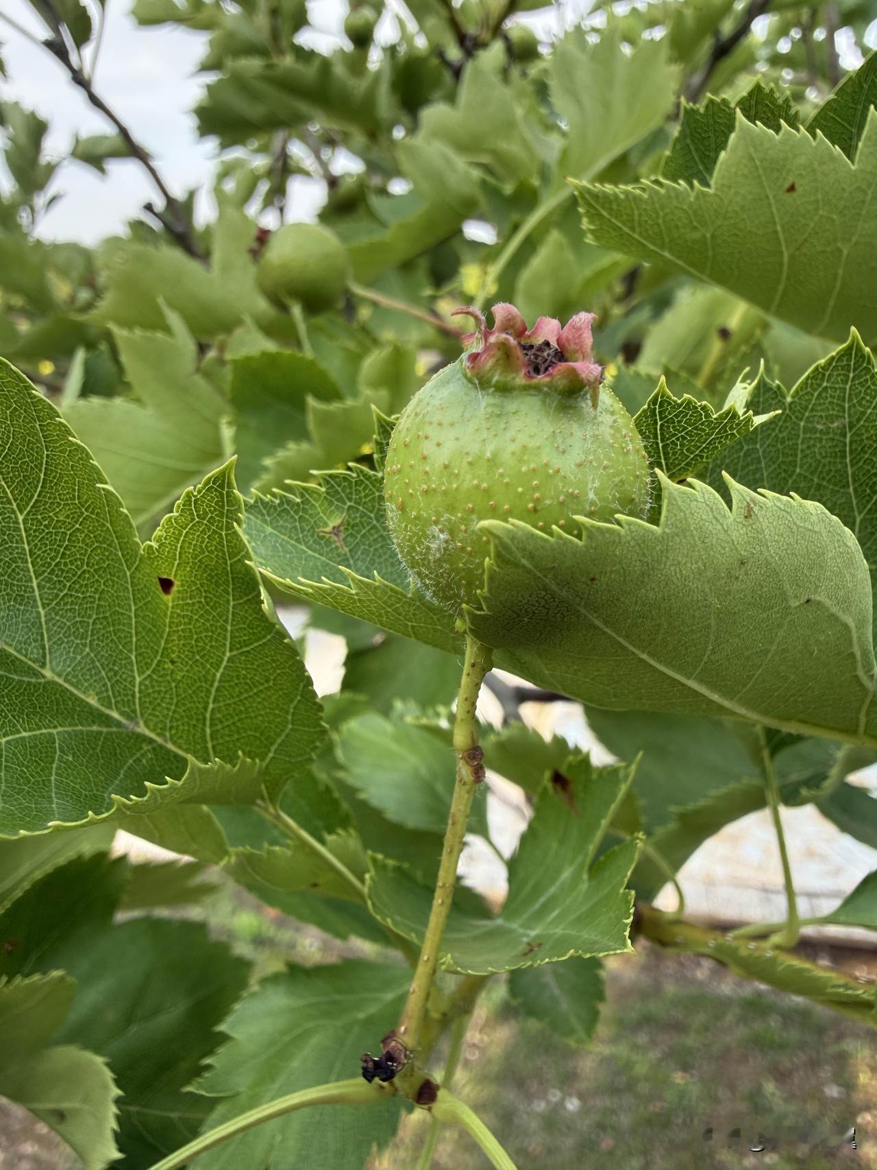 【小对联】
上：……？
下：年节。