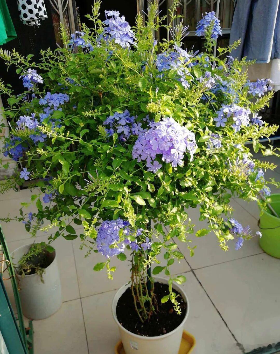 蓝雪花种植方法1、养蓝雪花要勤浇水养这个花儿，真的需要多浇点水，因为它的生长速度
