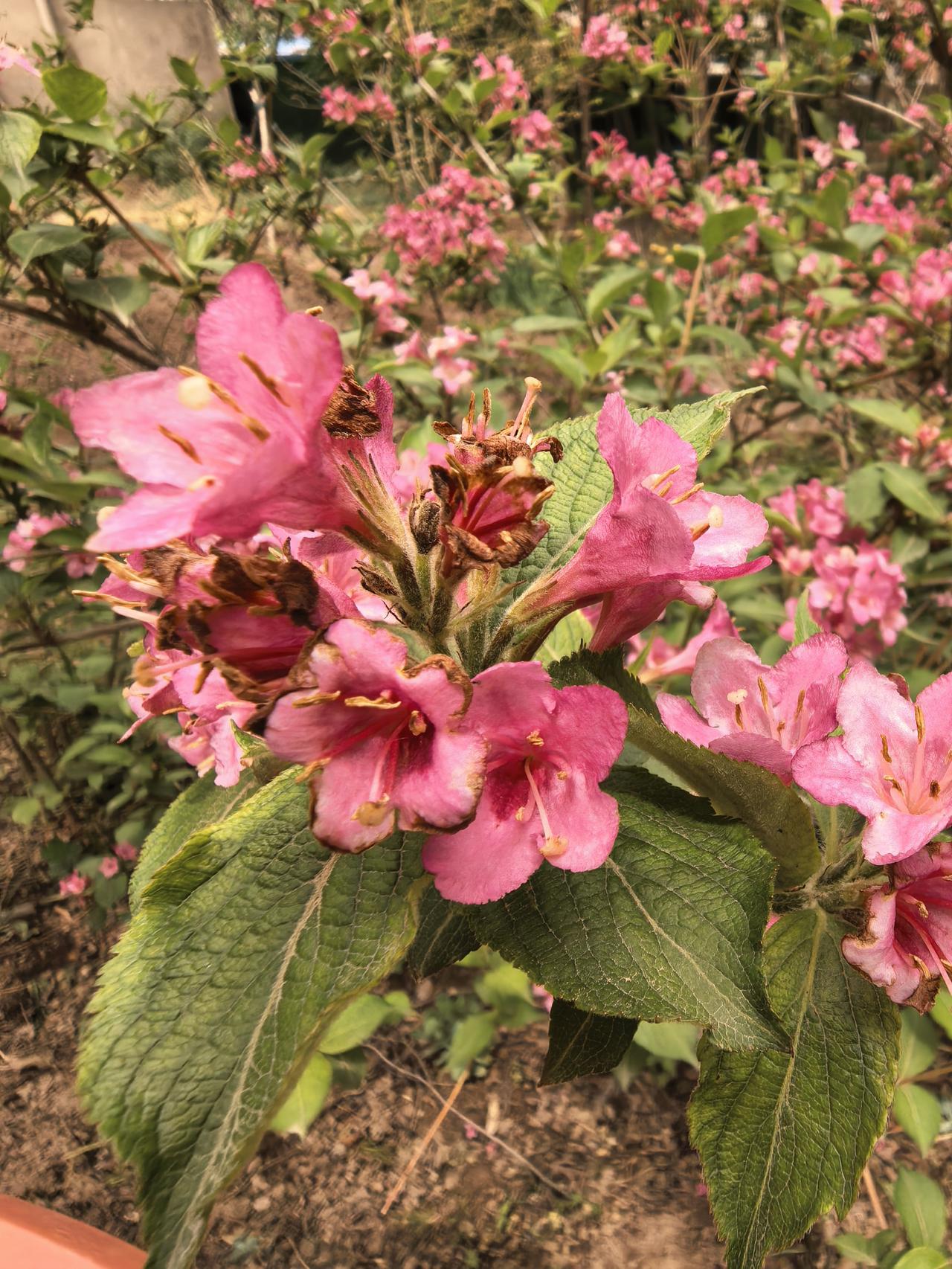 三花智控A股本周走势分析及展望

一、本周关键数据（截至5月15日）

· 收盘