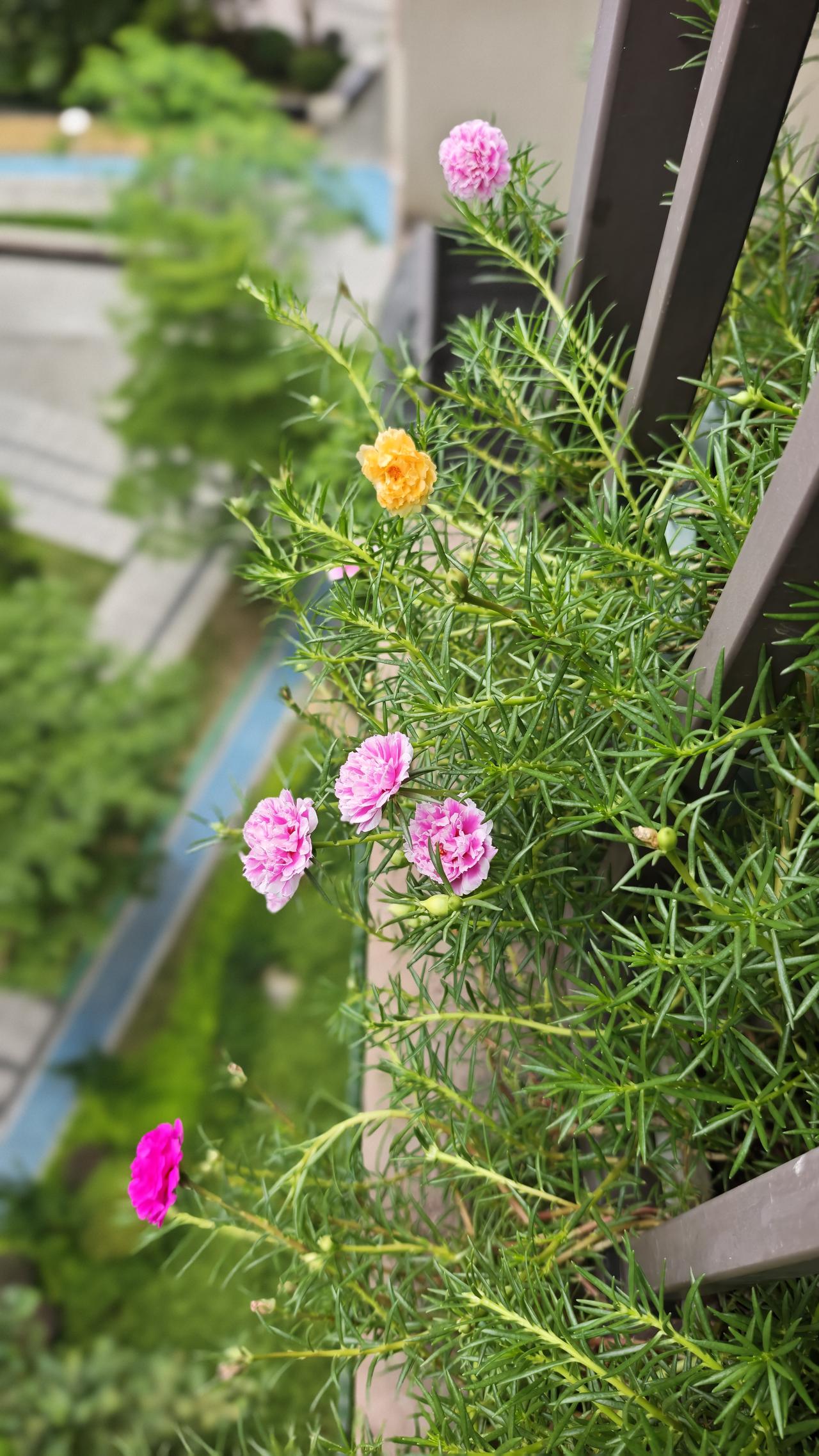 分享你手机中的花花草草小小的阳台，种上喜欢的花，等花开的心情是美好的