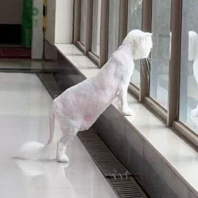 这是啥