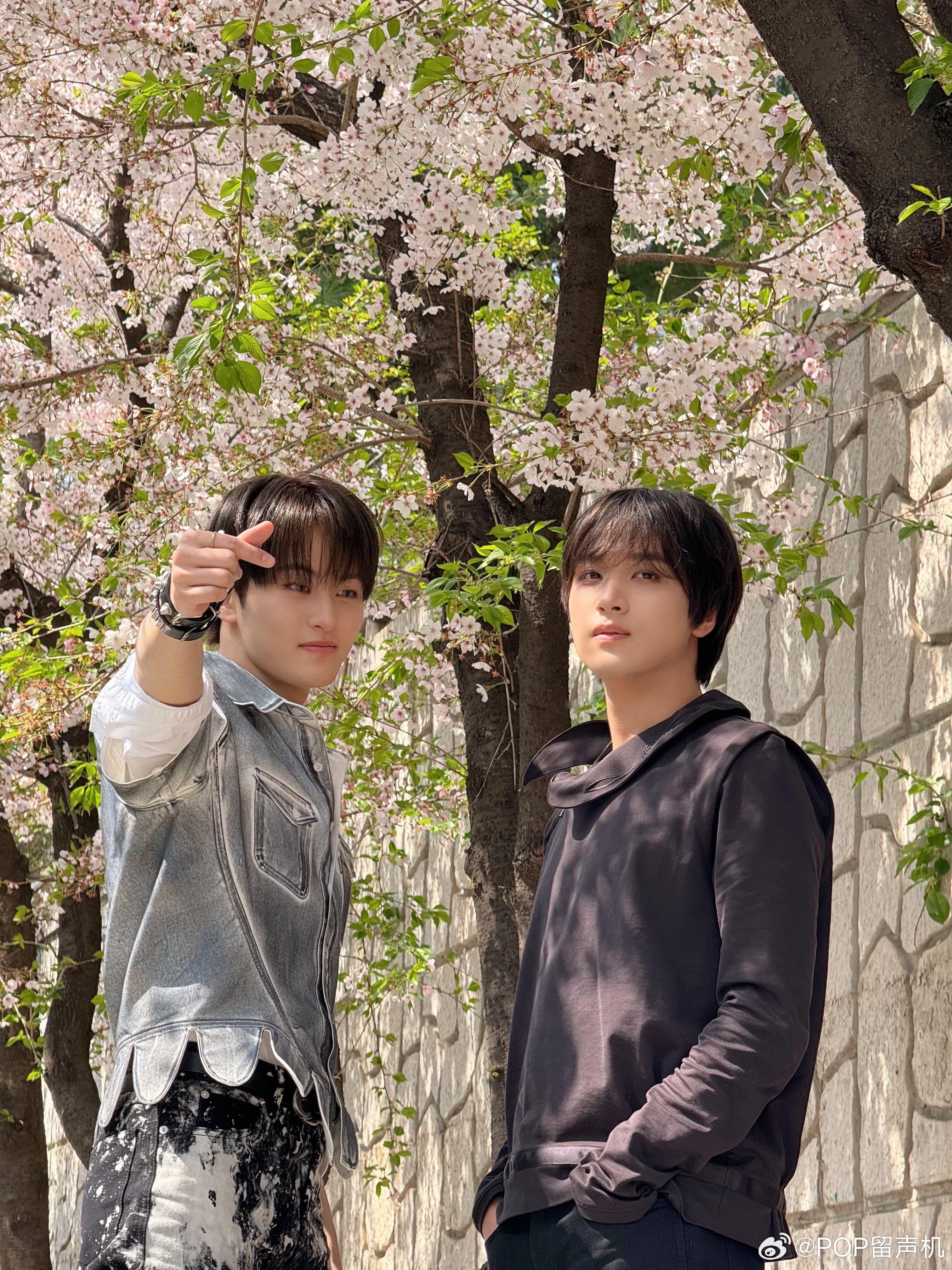 樱花树下两周年至少那时你是爱我的吧 