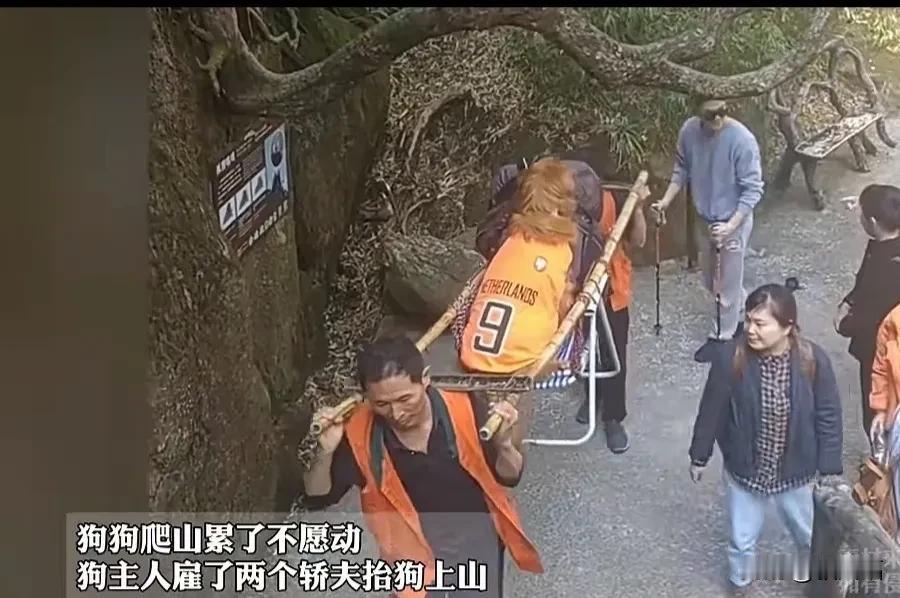 江西武功山景区这种“饱受争议的人抬狗的人力运输”可以退出历史舞台了。山东泰山机器