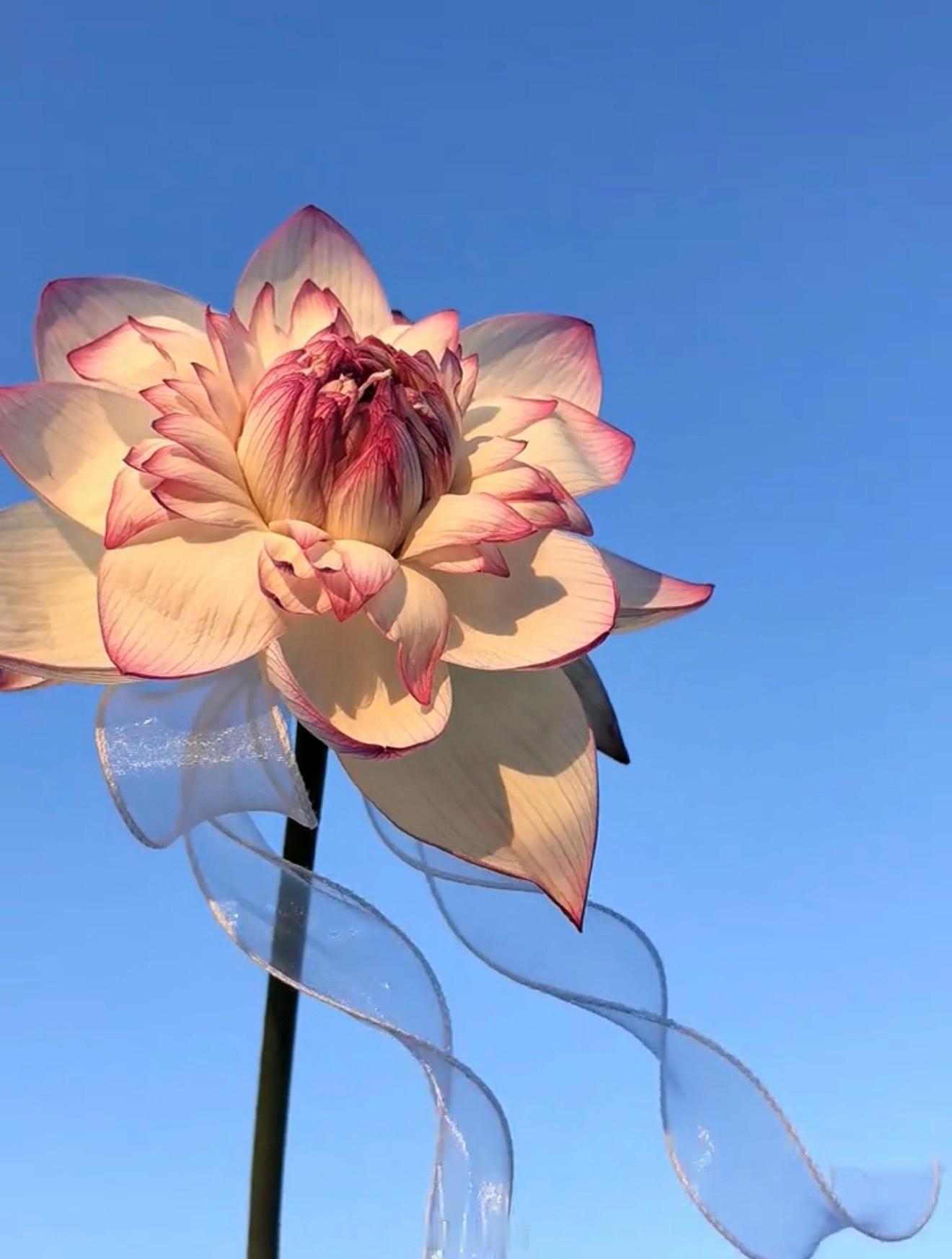 小菌 至此鲜花赠自己 纵马踏花向自由”前路坦荡，万事顺遂，祝你，也祝我。 