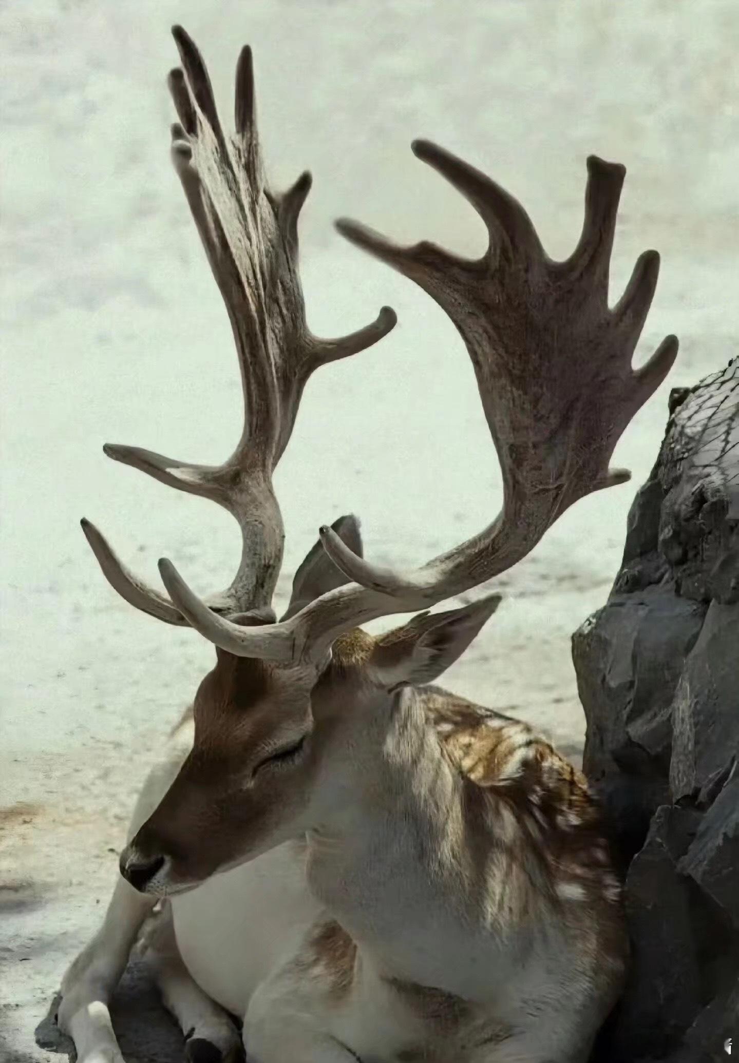 很喜欢长角的生灵 