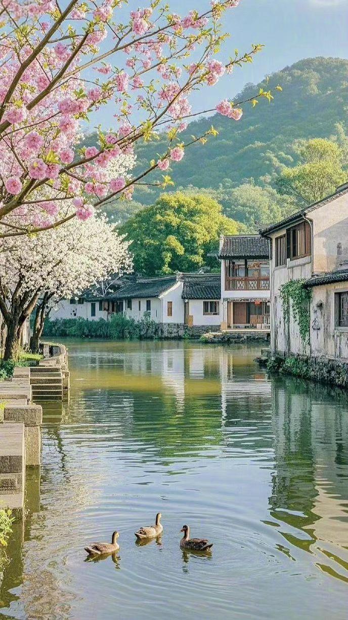 🌸粉樱垂落吻碧波，三鸭划碎水中天🏞️。白墙黛瓦枕春眠，时光在此打了个盹儿✨。