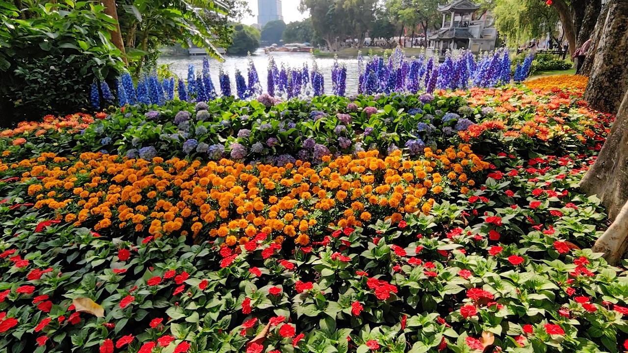 七绝●热闹春节/古韵   

花开艳丽惹人欢，
普照阳光不觉寒。
又是新春长假放