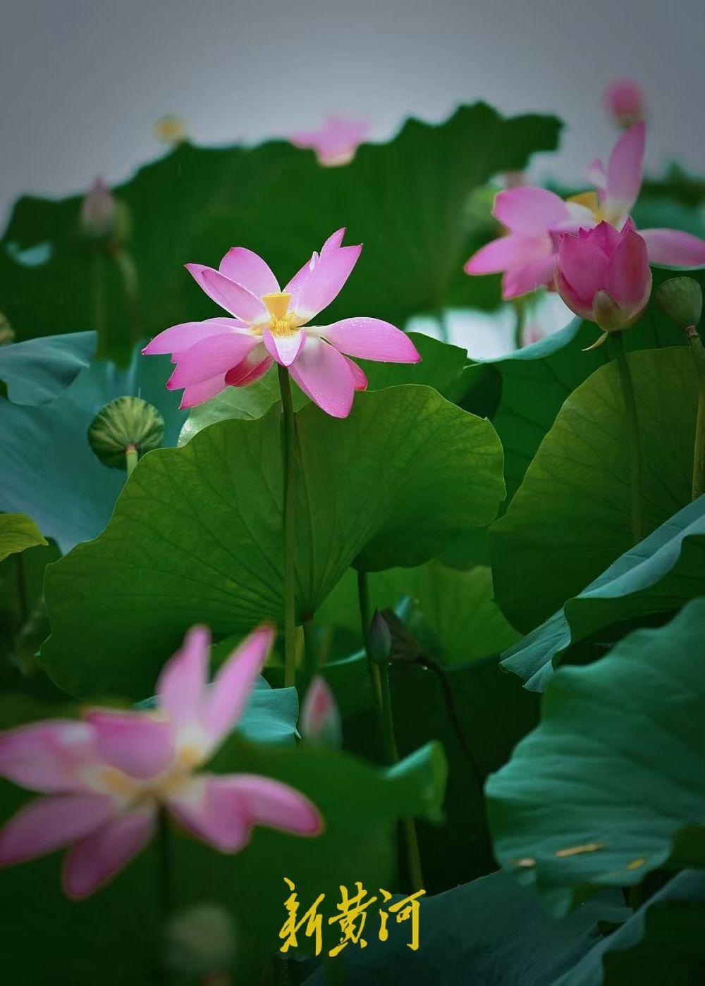 济南：秋雨润荷韵 大明湖雨荷灼灼绽放醉初秋-app/#/content?cati