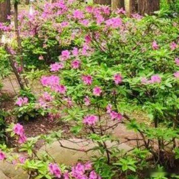枫树林中霾蹇步，爆竹城里雾远方。与妹相牵菊花径，归雁悲歌已成行 