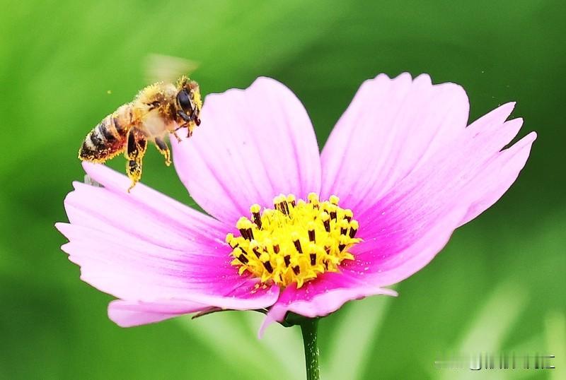 蜜蜂采的花蜜可不会直接变成蜂蜜，这中间要经历一个复杂的过程。
工蜂用口器从花朵中